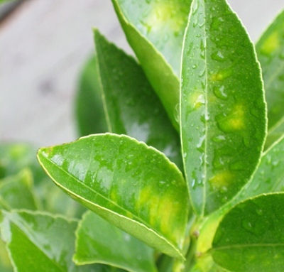 Lemon Leaves Essential Oil 3